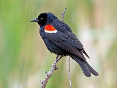 Male Red-winged Blackbird