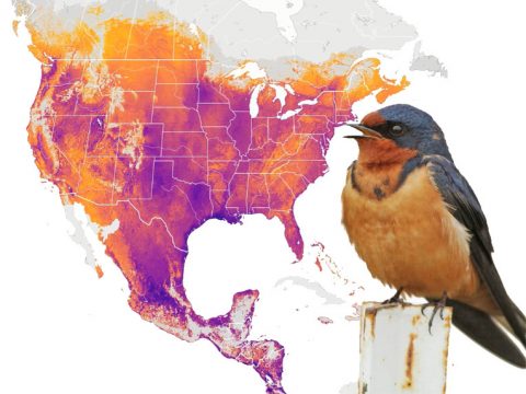 eBird Status and Trends for Barn Swallow