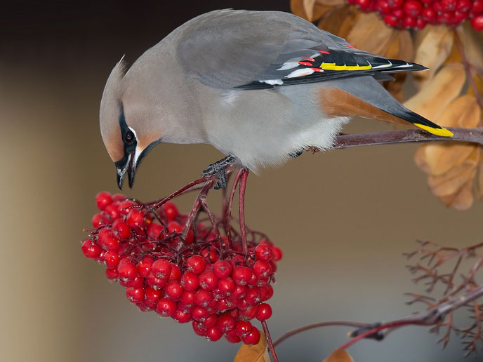 Bohemian Waxwing on berries