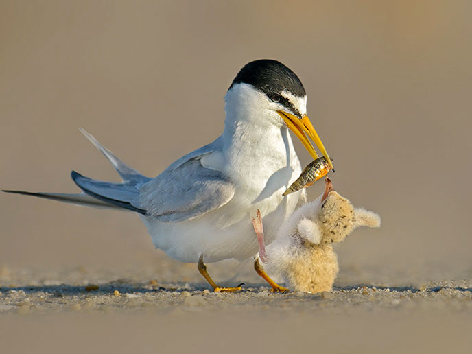 Least Tern feeding chick