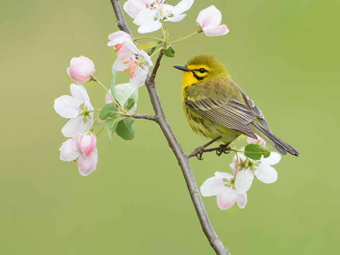 Prairie Warbler with spring blooms