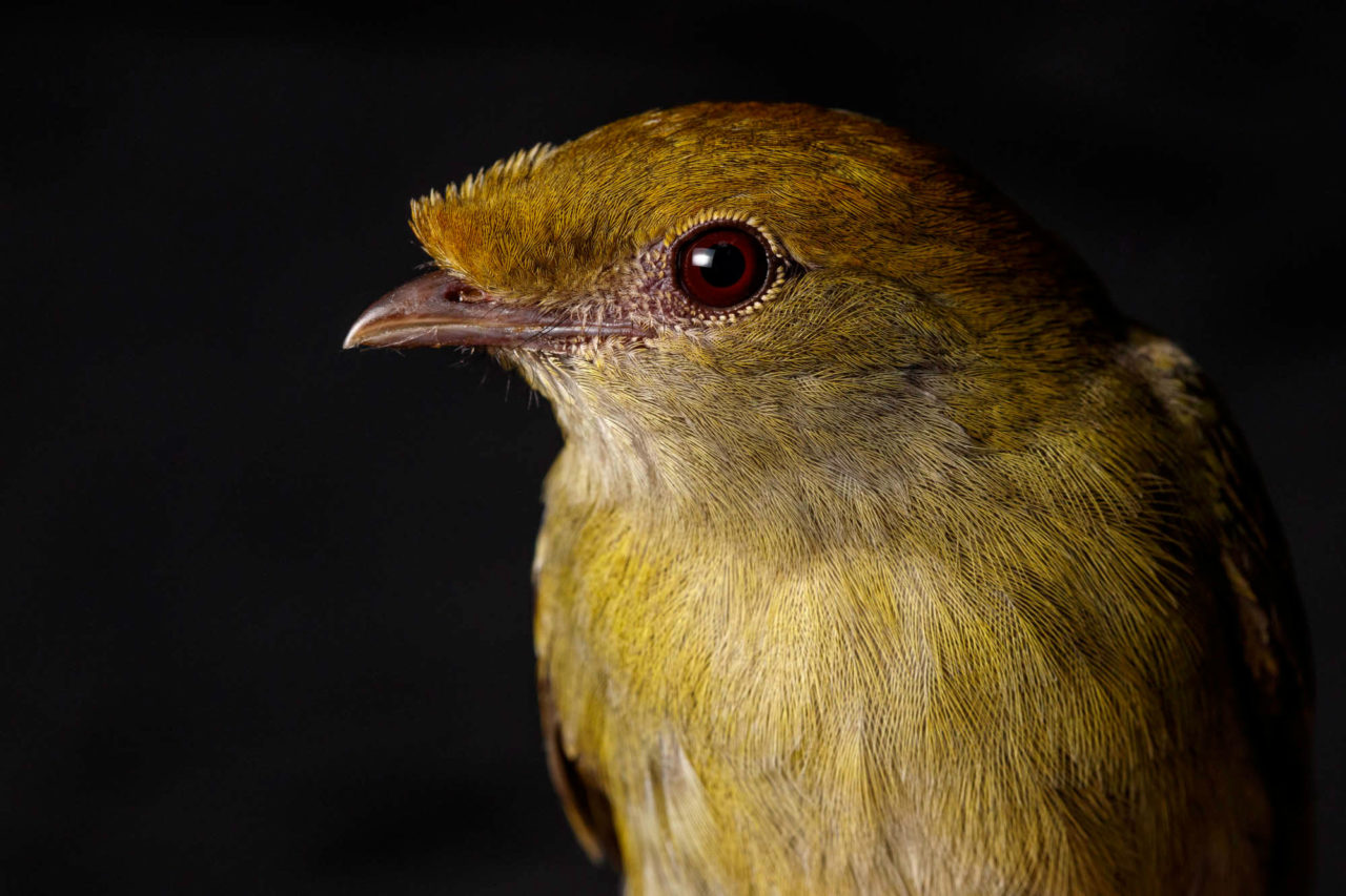 Female Araripe Manakin