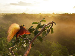 Greater Bird-of-Paradise displaying on the tree tops