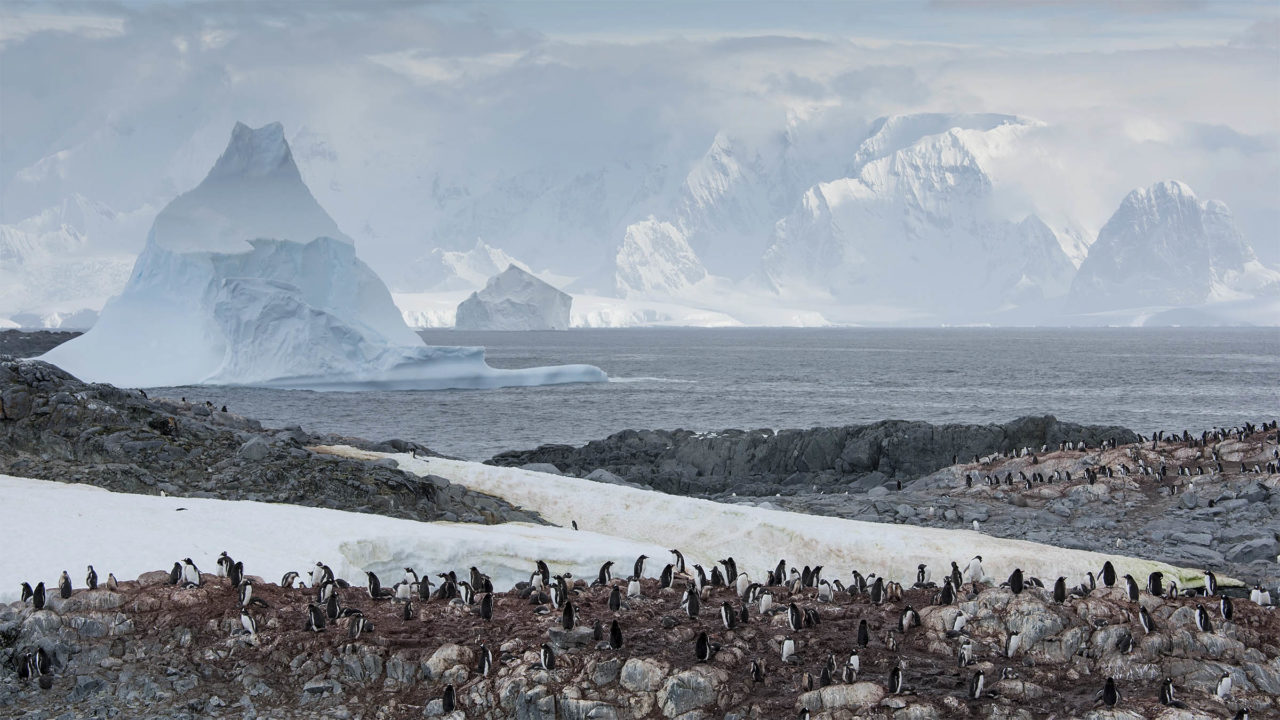 Penguins on an iceberg