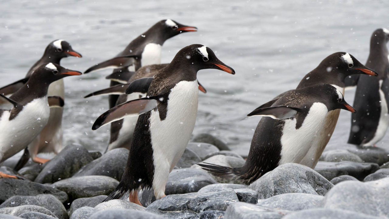 Gentoos walking on rocks