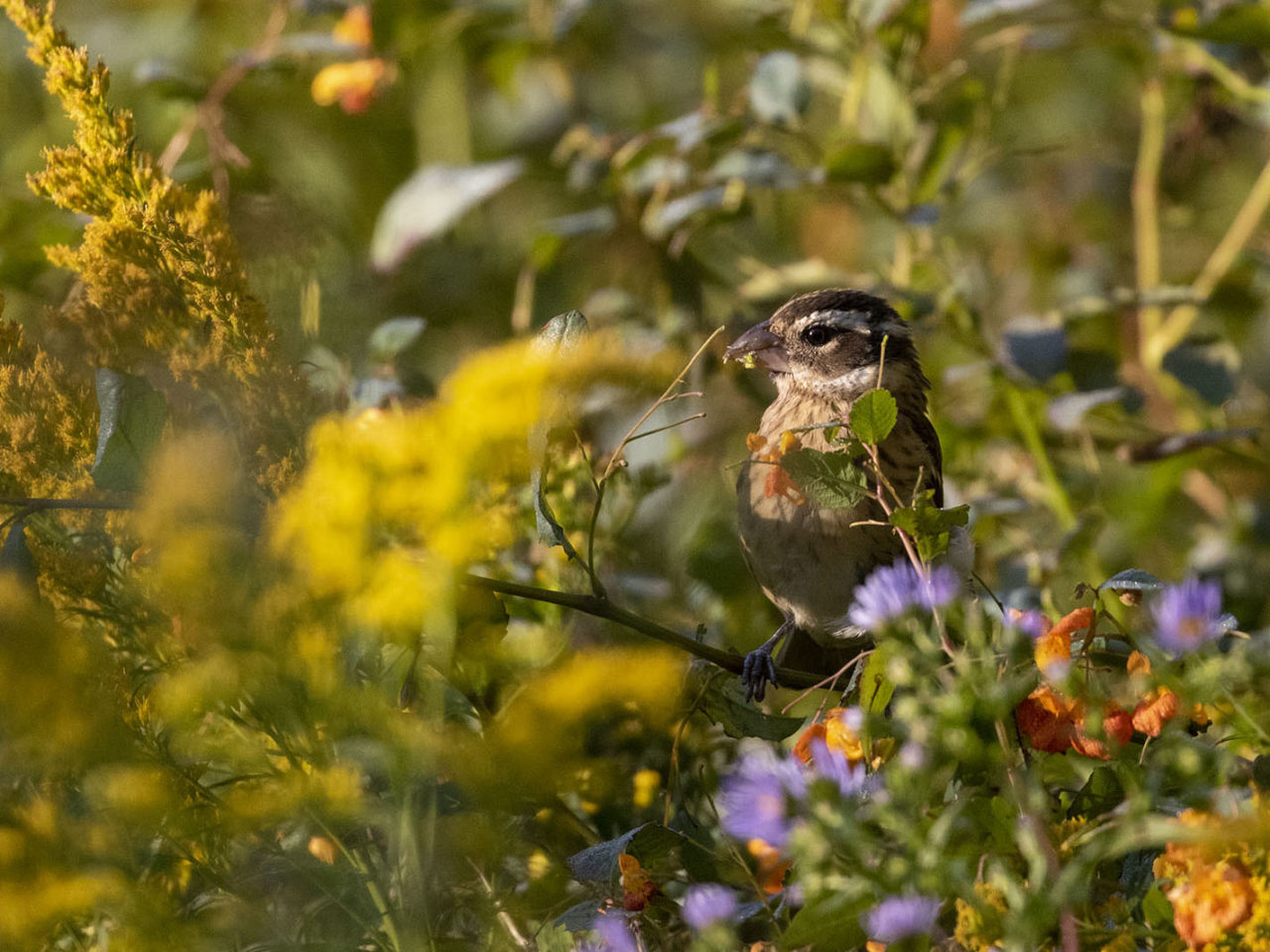 Female Rose-breasted Grosbeak eating Jewelweed