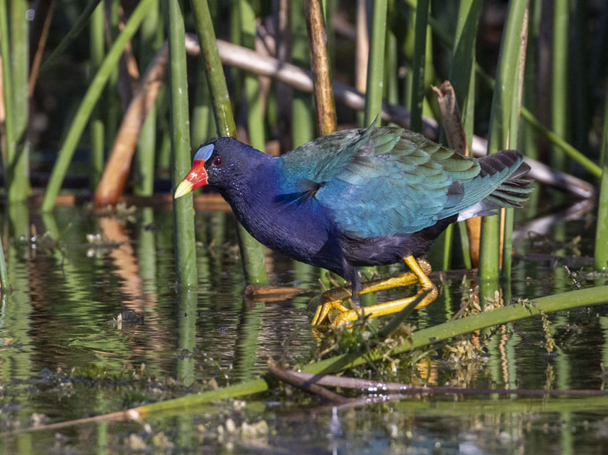 Purple Gallinule foraging at the edge of the reeds