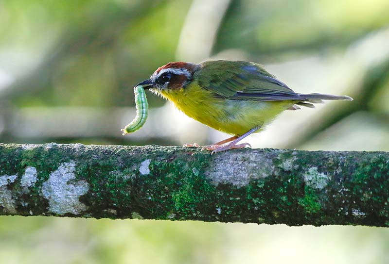 Rufous-capped Warbler eating a caterpillar
