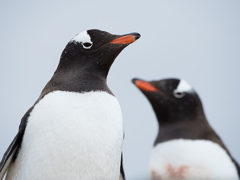 Two Gentoo Penguins