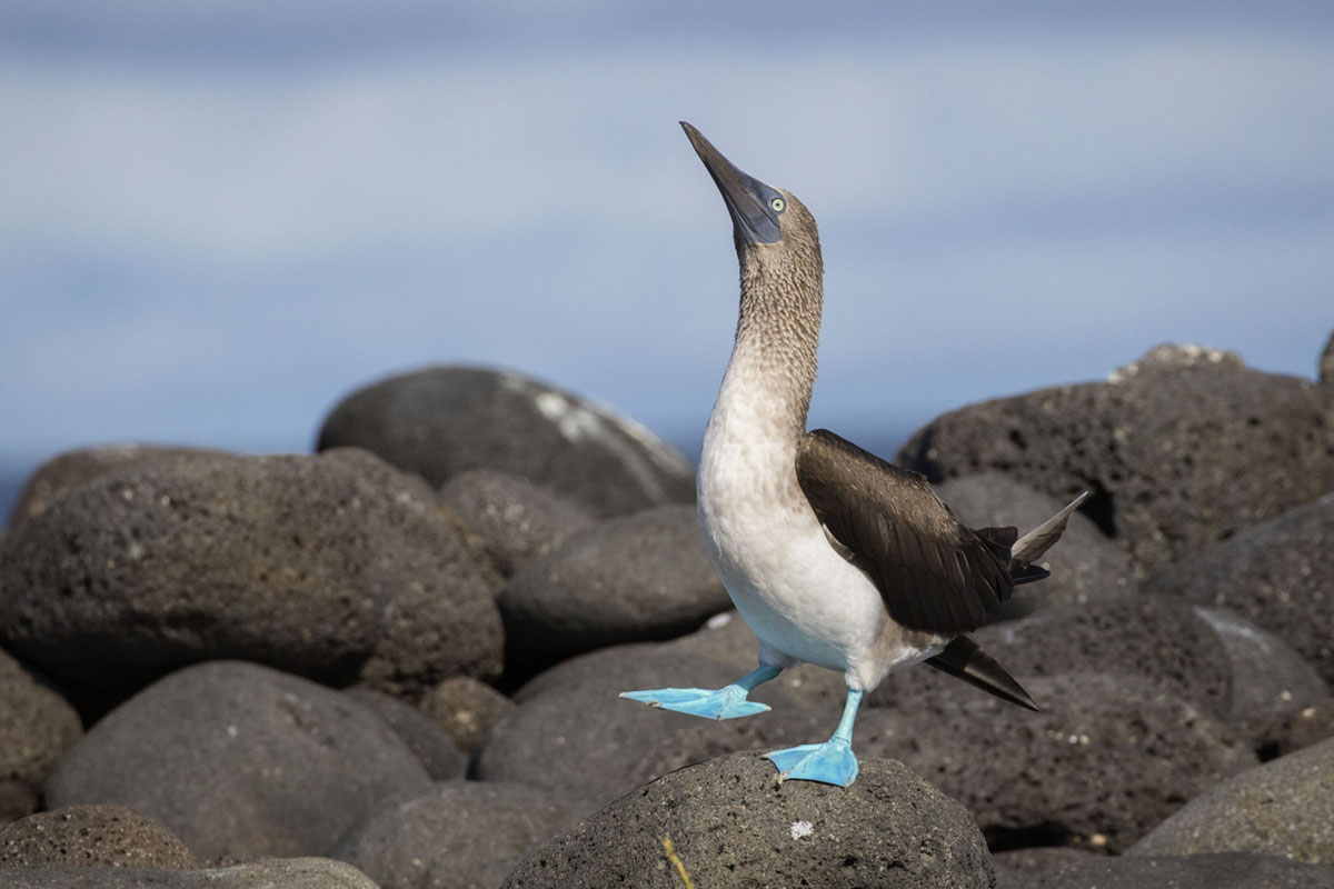 Blue-footed Booby performing a mating dance