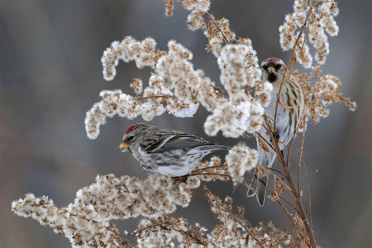 Common Redpolls eating Goldenrod seeds