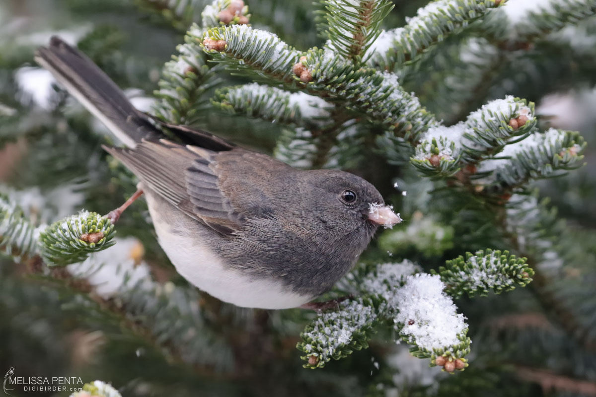Dark-eyed Junco perched in a Fir
