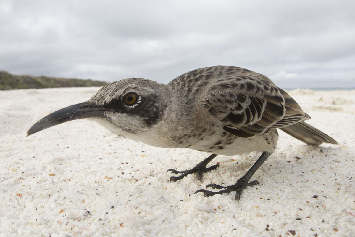 Espanola Mockingbird up close