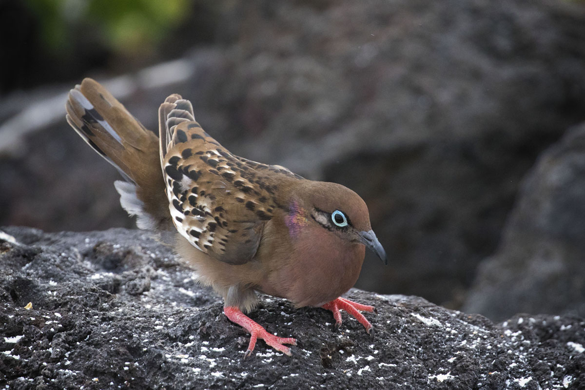 Galapagos-Dove stands out against lava rock