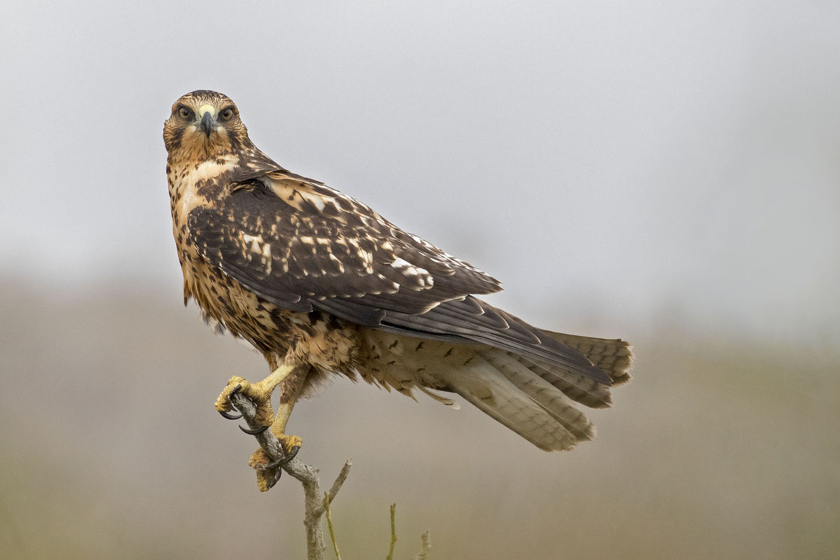 Young Galapagos Hawk perched high