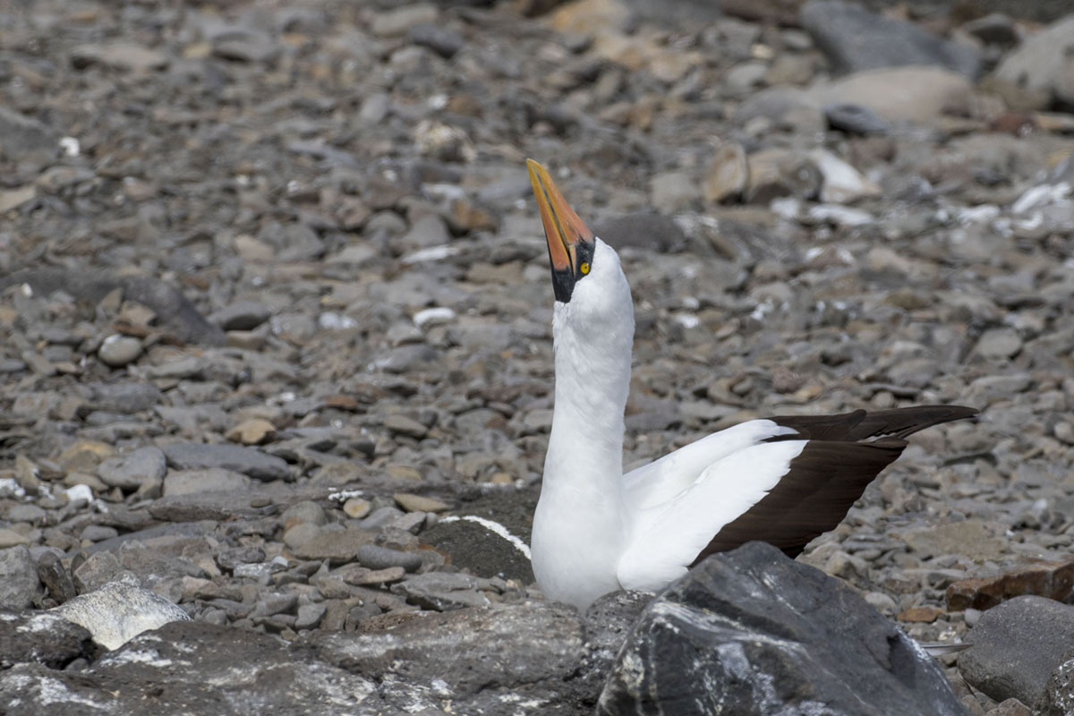 Nazca Booby calling