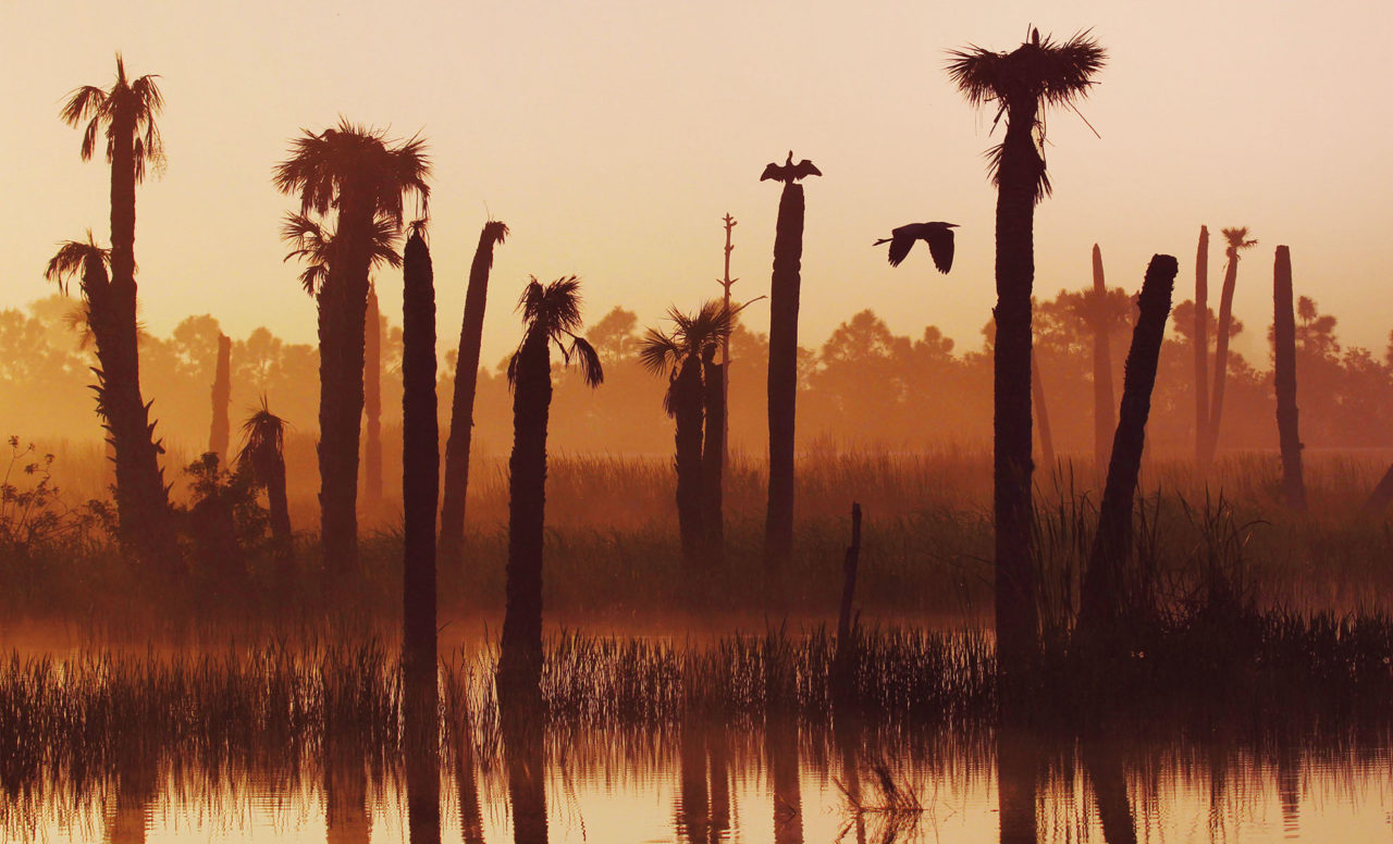 Viera Wetlands at dawn with silhouettes of Anhinga and Great-Blue Herons