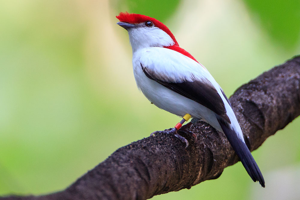 Perched Araripe Manakin male