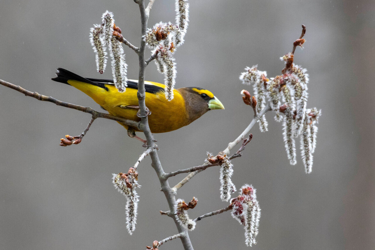 Male Evening Grosbeak perched on aspen