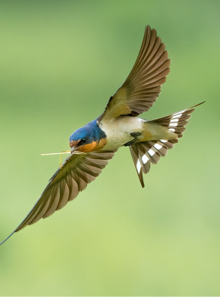 blue, orange and white bird in flight with dried grass in its mouth