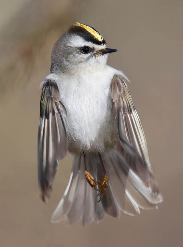light gray and white bird with yellow and black cap in flight