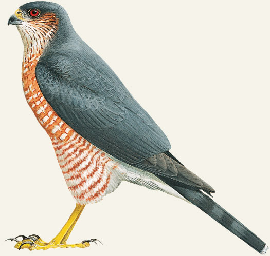 Sharp-shinned Hawk