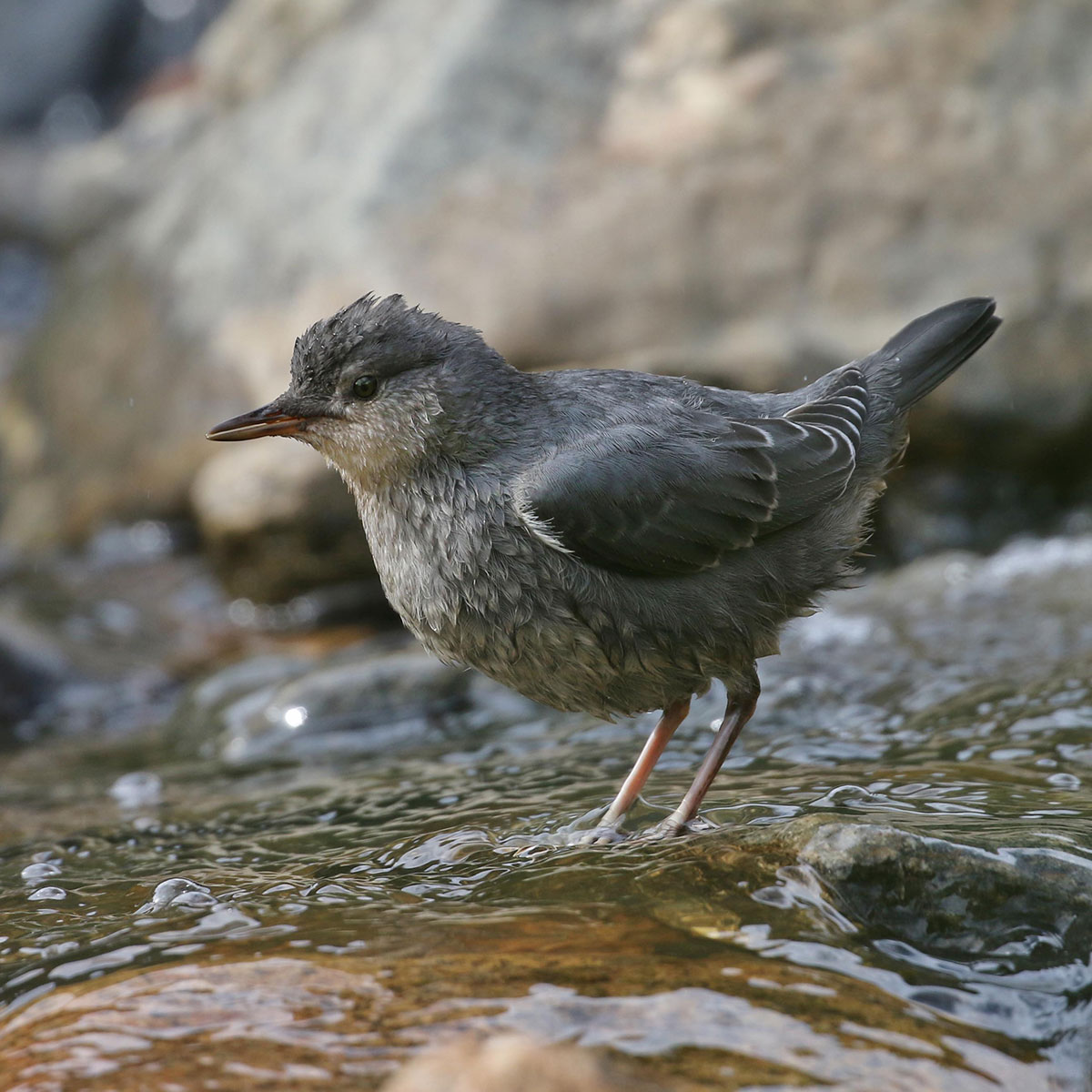 American Dipper