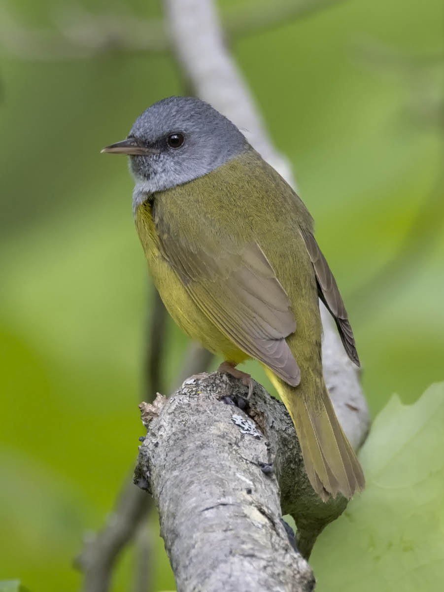 Mourning Warbler