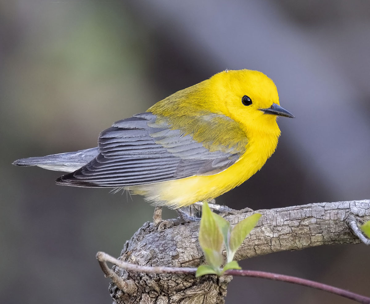 Prothonotary Warbler