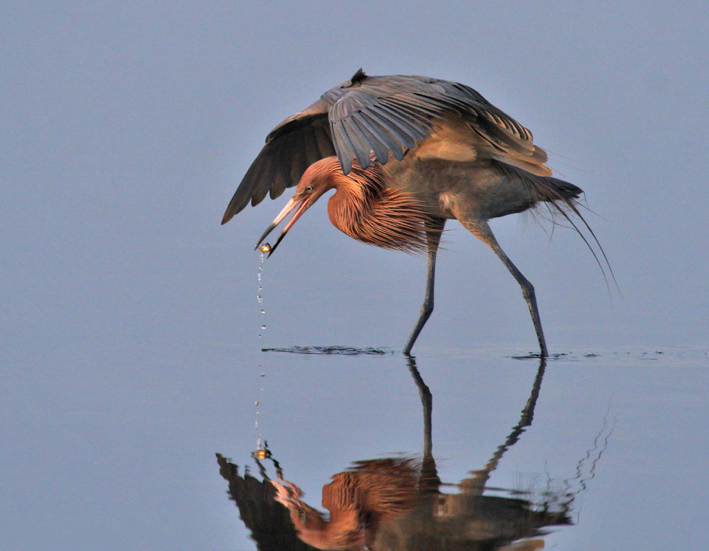 Reddish Egret