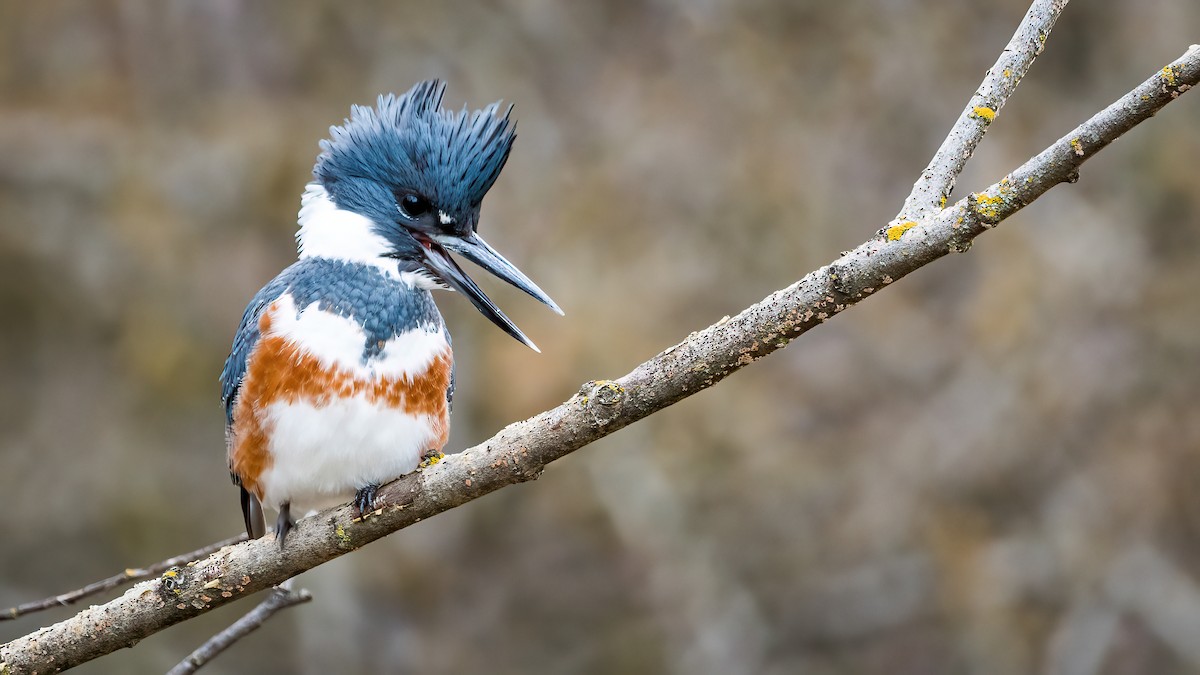 Kingfisher perched on a branch looking down with its bill opened